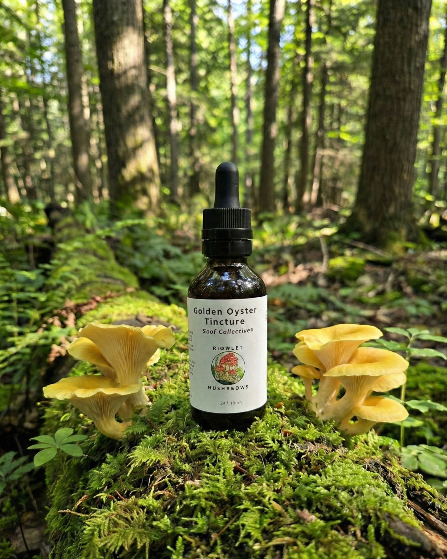 Golden Oyster Tincture Dual Extracted