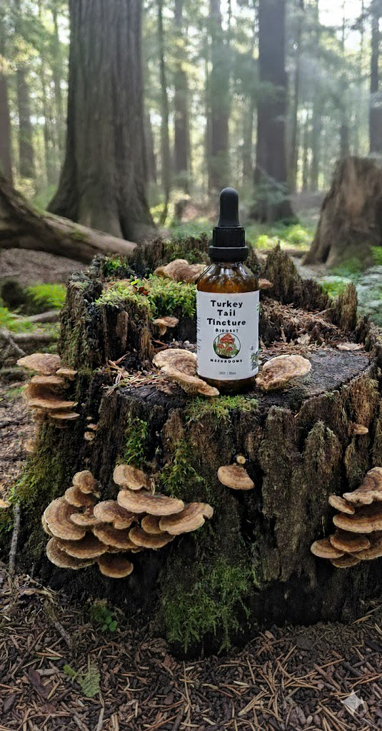 Turkey Tail Tincture