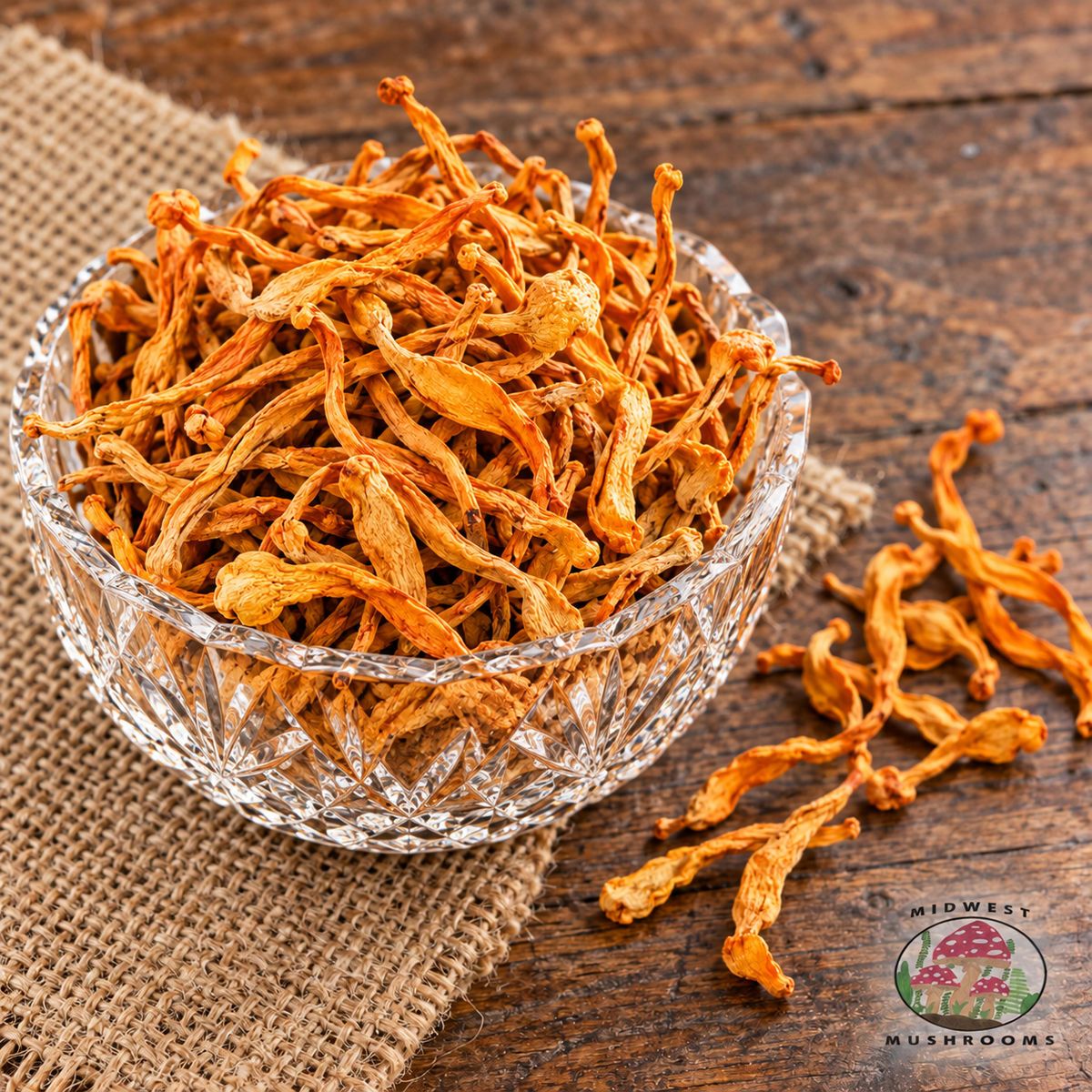 Dried Cordyceps militaris in a crystal bowl with Midwest Mushrooms watermark