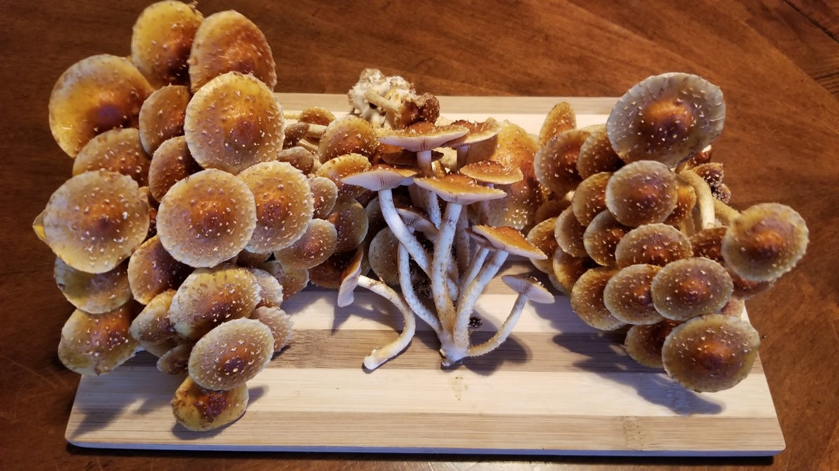 Fresh Chestnut mushrooms arranged on a cutting board