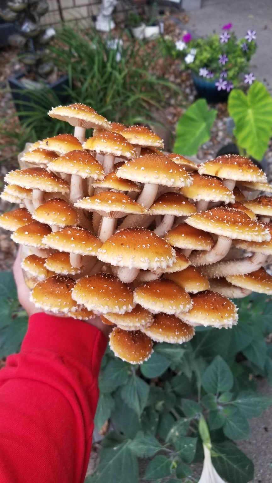 Fresh cluster of Chestnut mushrooms