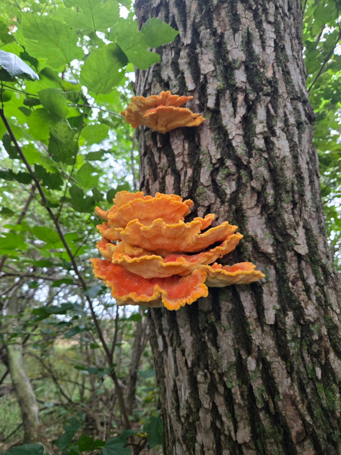 Chicken of the Woods mushrooms growing on a tree
