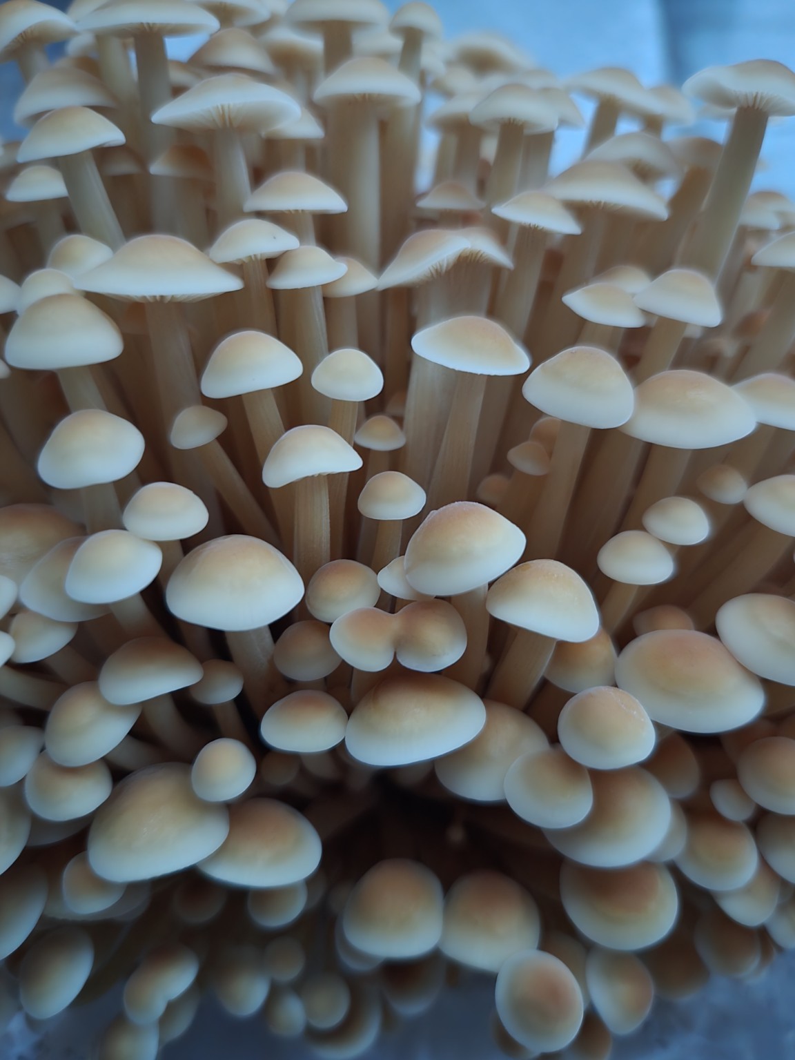Cluster of Golden Enoki mushrooms