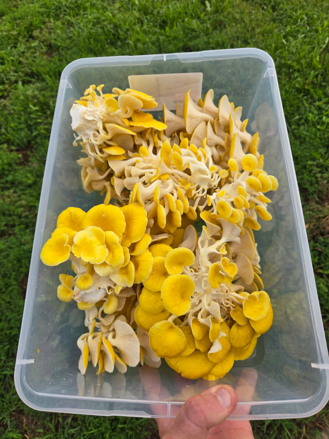 Freshly harvested golden oyster mushrooms
