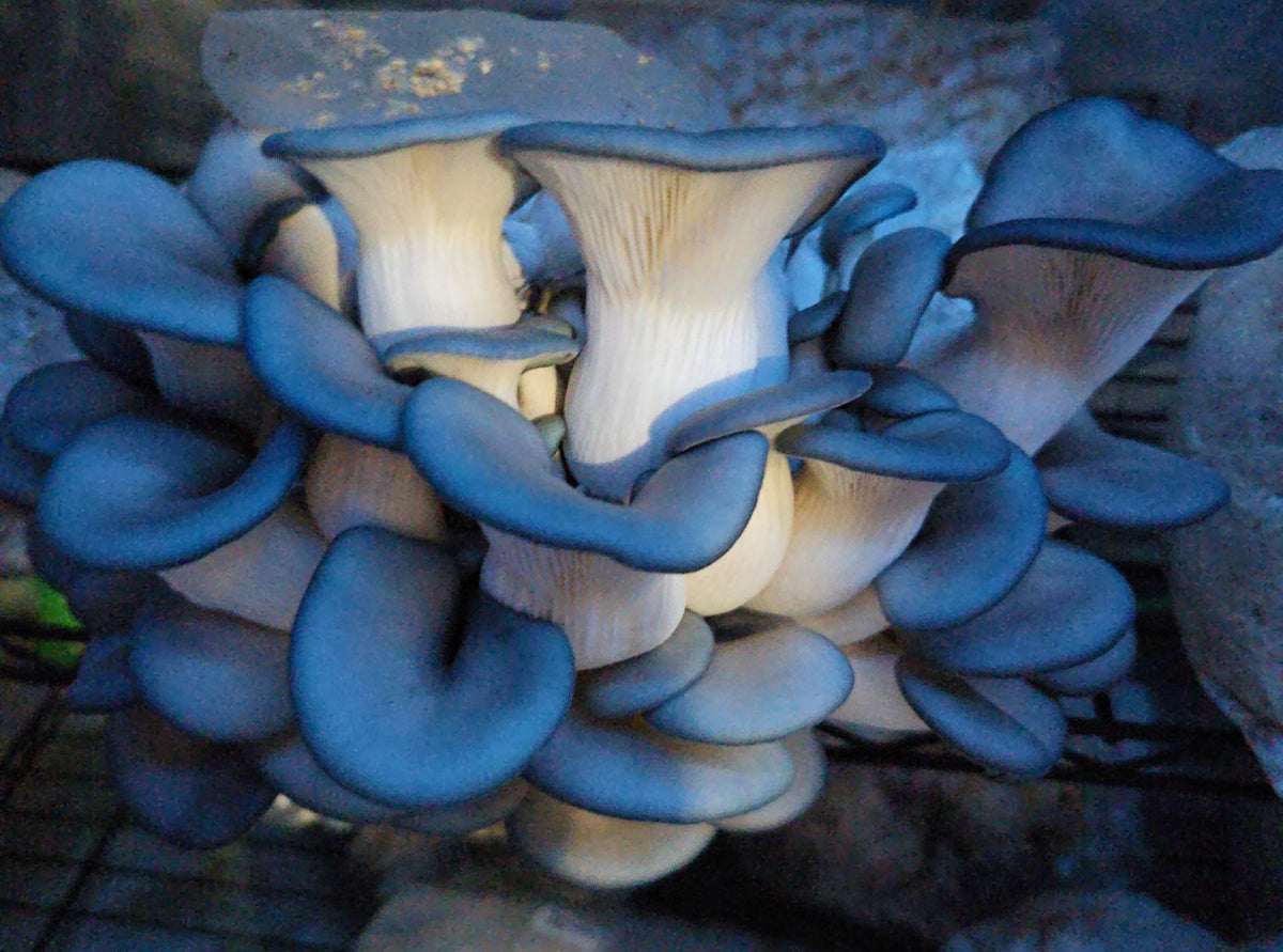 King Blue Oyster mushrooms growing at Midwest Mushrooms