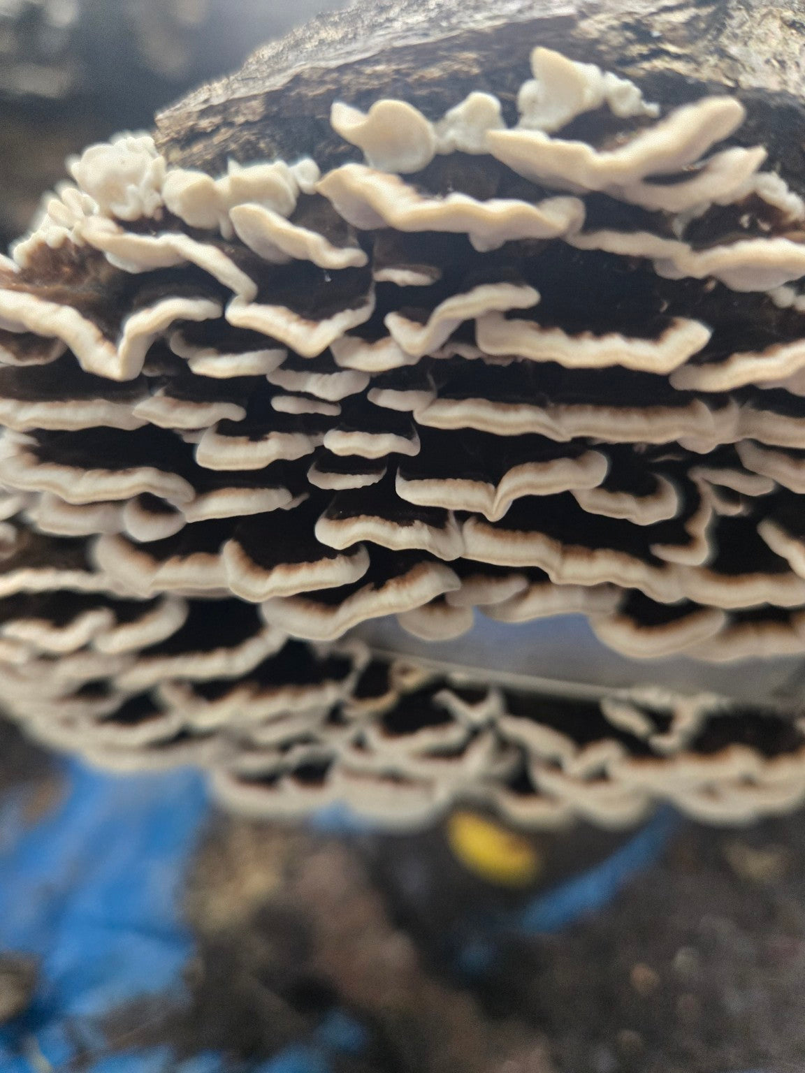 Shelf mushrooms growing across a log