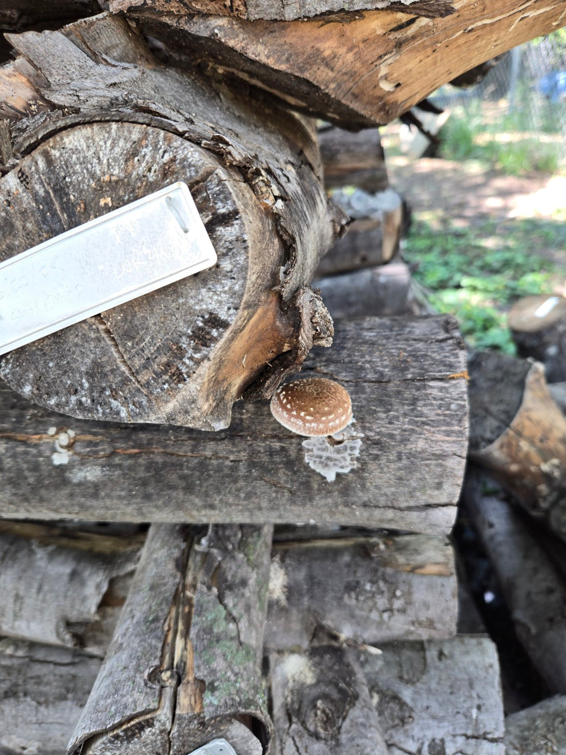 Shiitake mushroom growing on a log