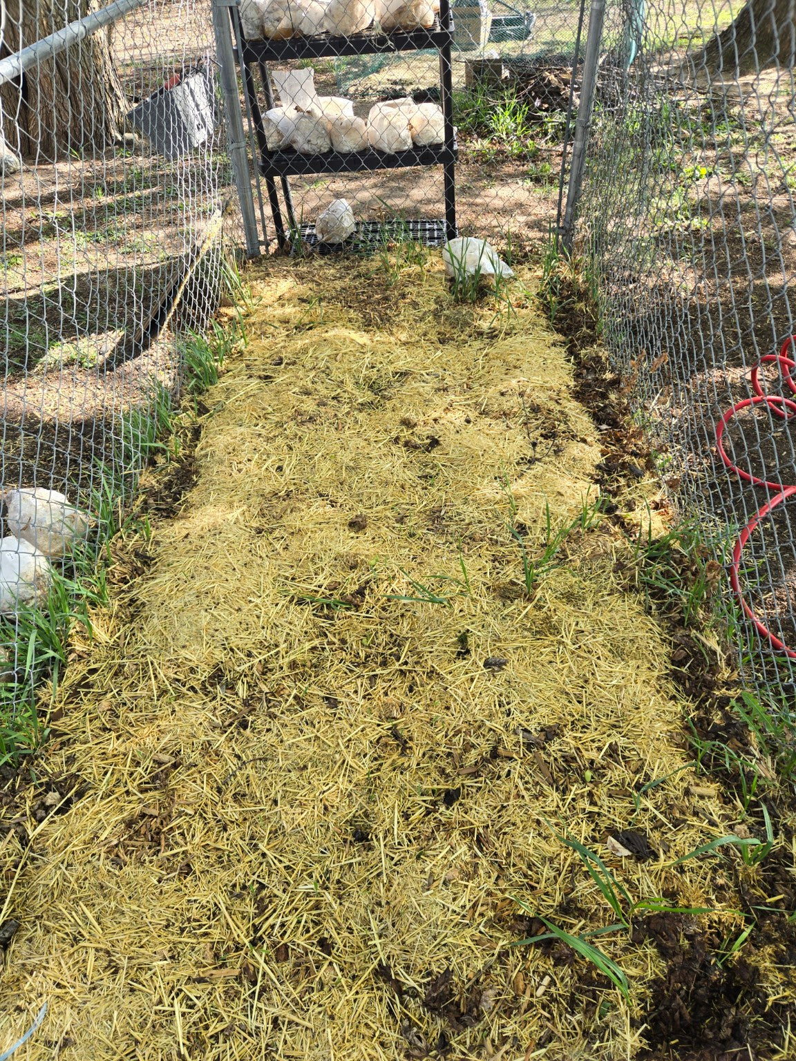 Spring Wine Cap mushroom bed at Midwest Mushrooms