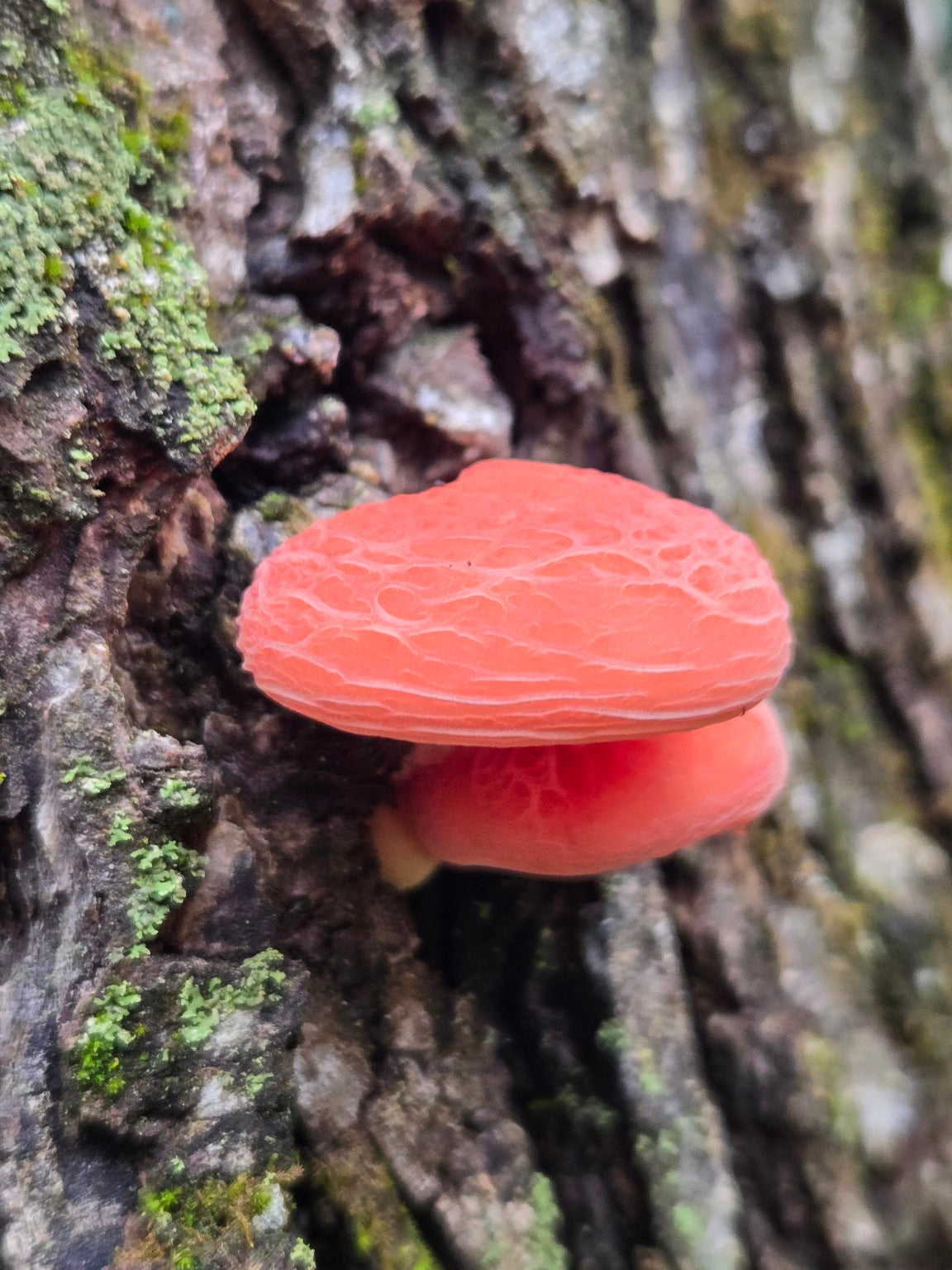 Wrinkled peach mushroom growing on a tree