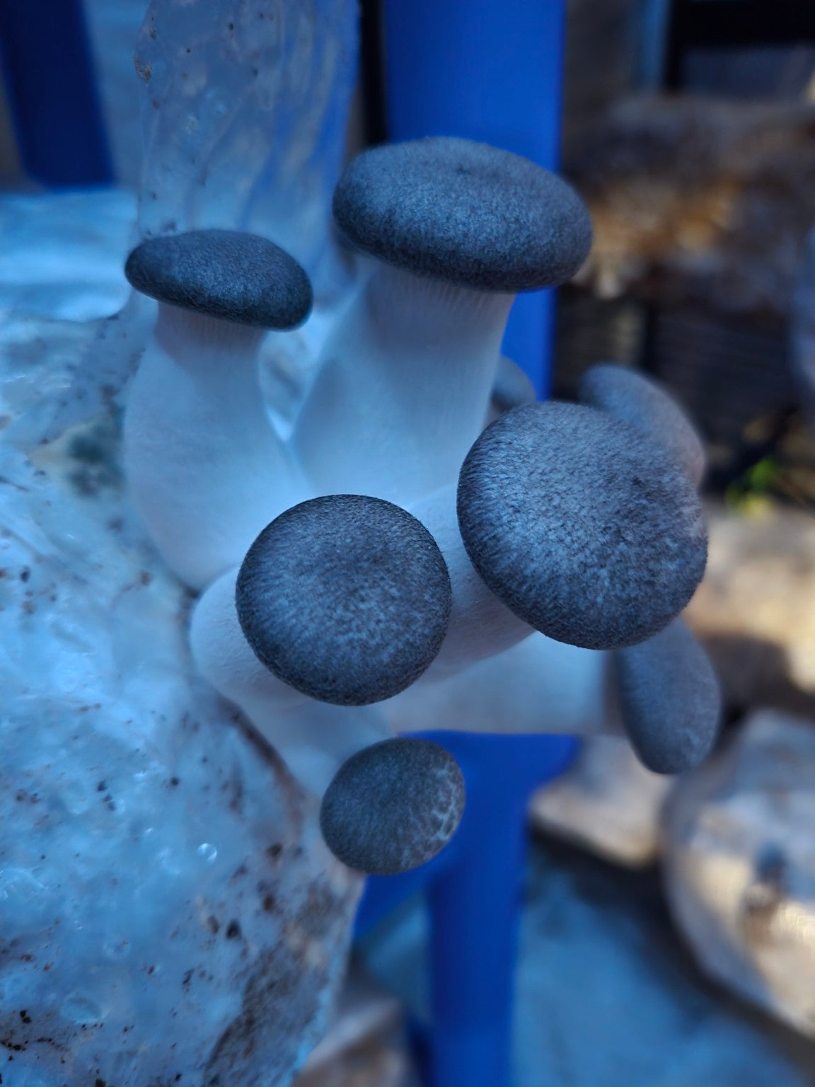 Young Black Pearl mushrooms growing in a cultivation tent