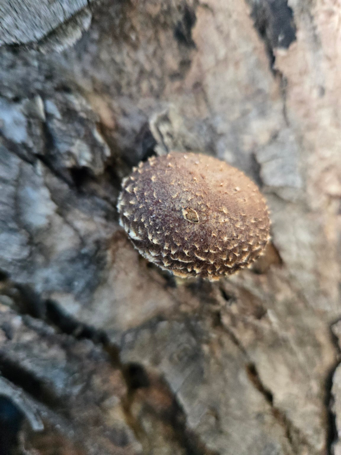 Young mushroom emerging from a log