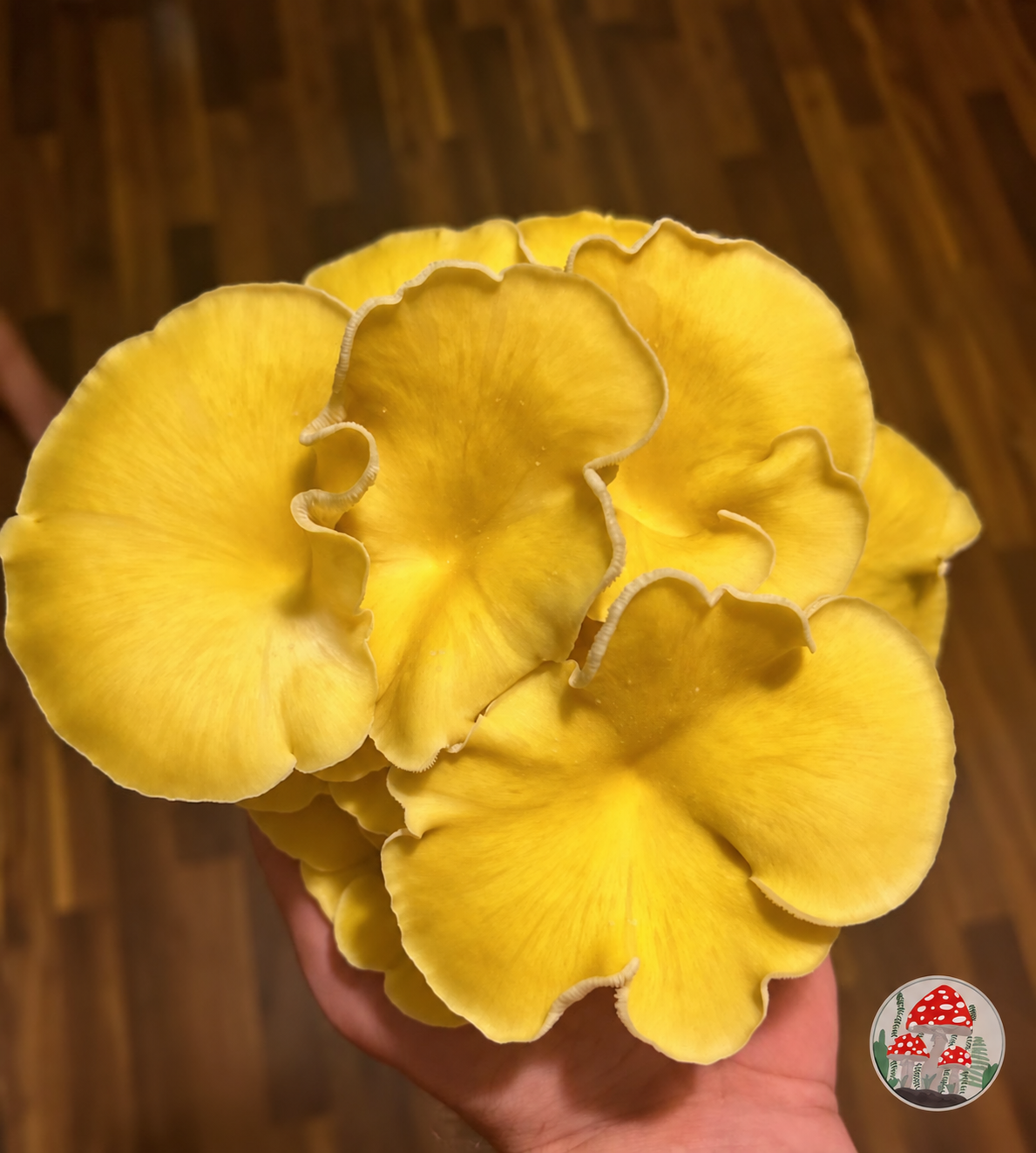 Fresh Golden Oyster mushroom cluster with Midwest Mushrooms watermark