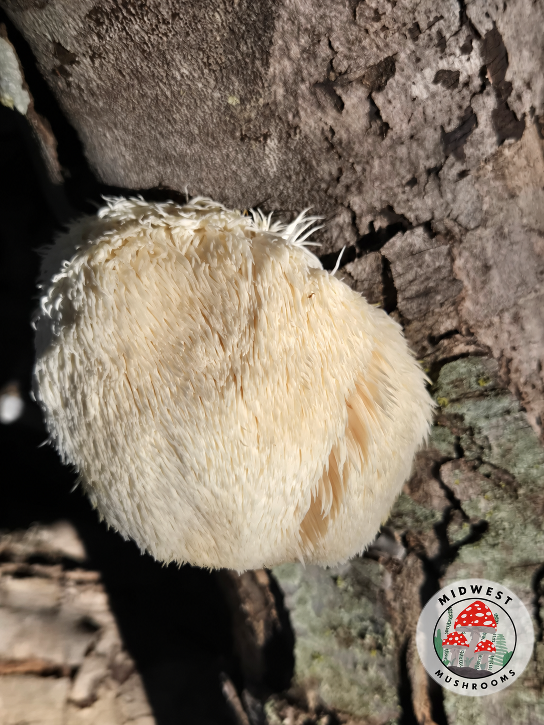Lion's mane mushroom with Midwest Mushrooms watermark