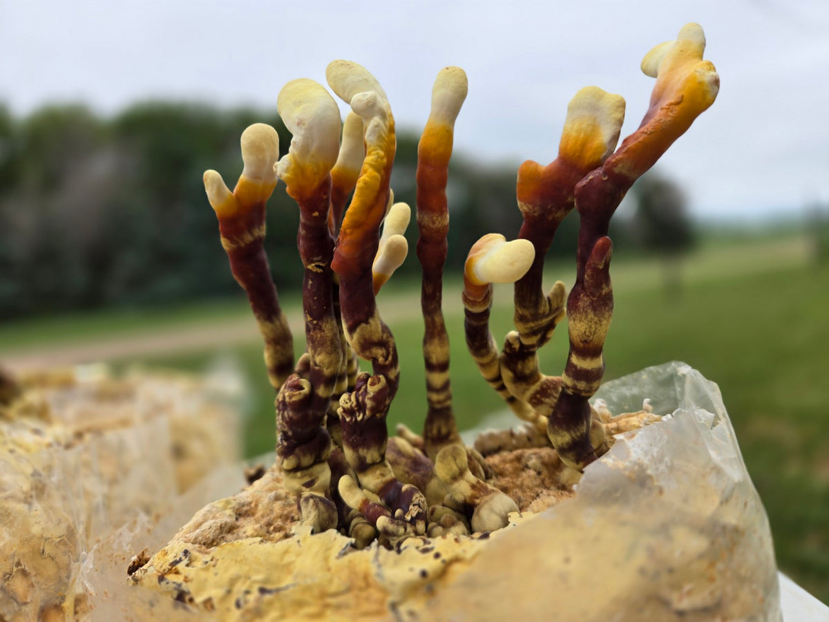 Close-up of farm-grown Reishi antler mushrooms with a natural outdoor background