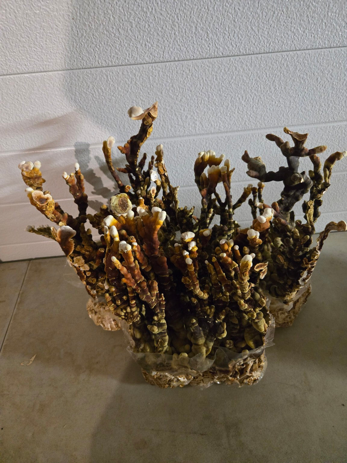 Farm-grown Reishi antler mushrooms cultivated by Midwest Mushrooms