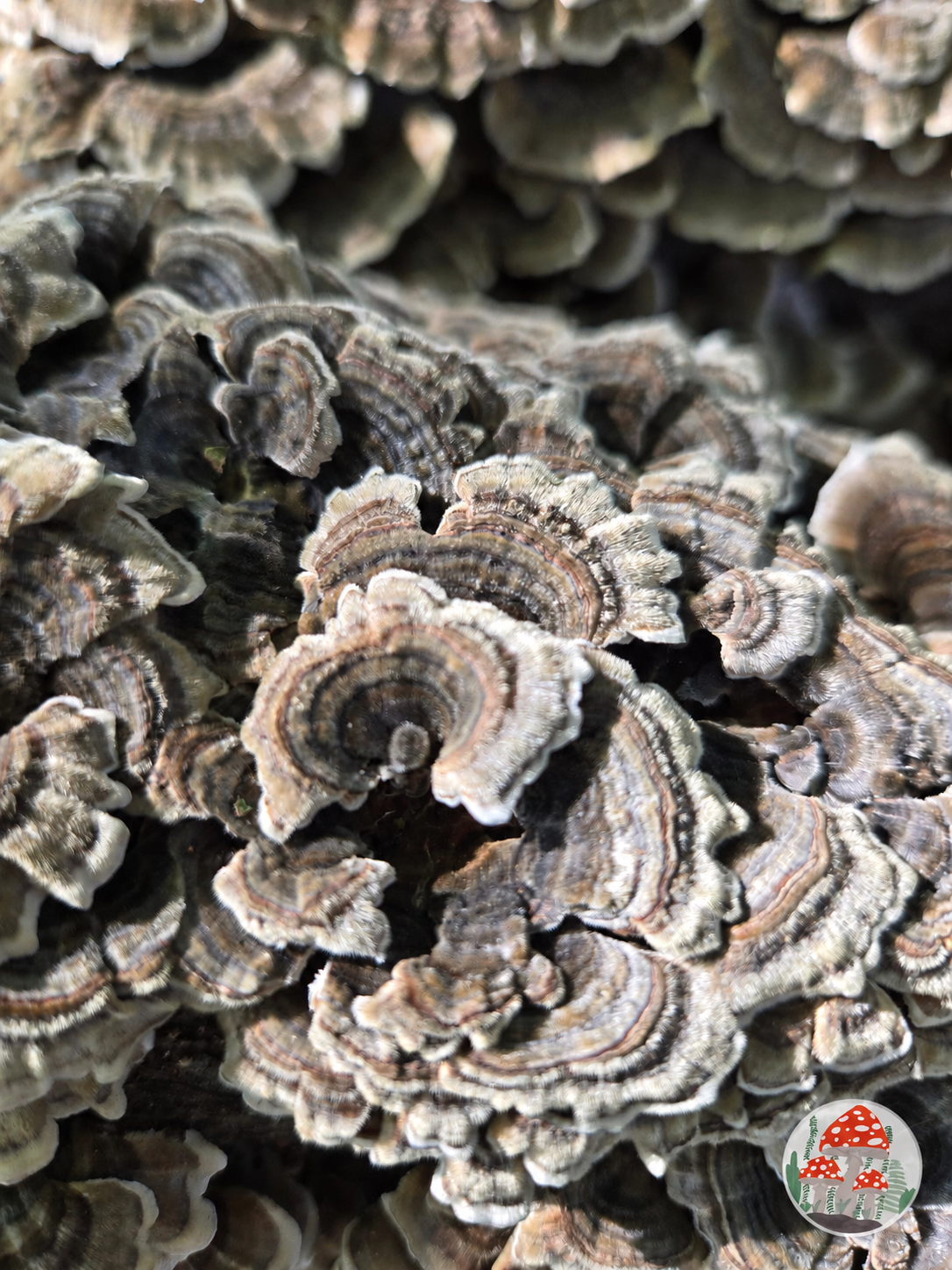 Turkey Tail mushrooms with Midwest Mushrooms watermark